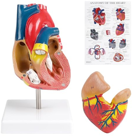 EFUTURETIME Lebensgröße Menschliches Anatomisches Herz Modell, Herzmodell Anatomie Zerlegbar 2-Teilige mit Markierungen für Schulunterricht und Physiologie Lernhilfen, Geschenke, Dekorationen