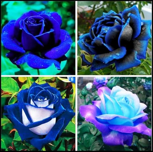 Rosas híbridas/Portainjertos de rosas raras/Rosas resistentes/Decoración de jardín-2 Rizoma-F