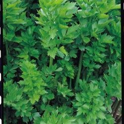 Suffolk Herbs Pictorial Pack - Lovage - Levisticum officinale