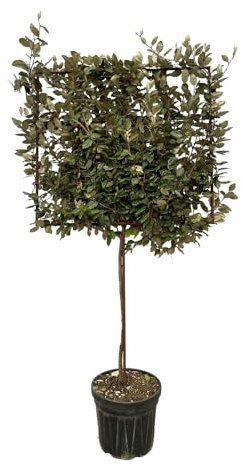 Trendyplants – Elaeagnus Ebbingei albero su telaio – Salice d'ulivo – Pianta da giardino – Altezza 215 – 235 cm – Dimensioni vaso Ø 40 cm