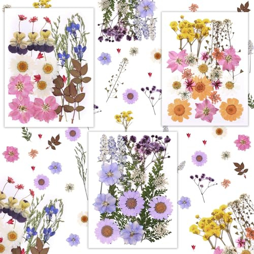 66 Pezzi Naturali Pressati Fiori Pressati Secchi, Fiori Secchi per Resina, Flores Secas Manualidades, Flowers Naturali Misti Per Artigianato e Decorazioni, Custodie per Cellulari, Cornici Per Foto