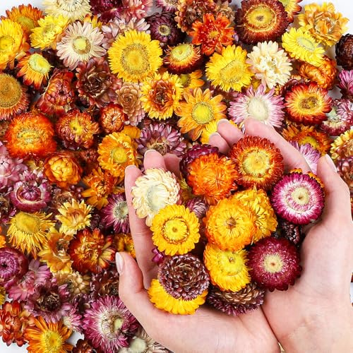 Songjum 160~170 Stück Natürliche Getrocknete Blumenköpfe echte Sonnenblumen Chrysanthemen Bunte getrocknete Blumen für Hochzeitsdekor Boho Dekor Home Party Dekoration und DIY Handwerk