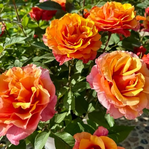 rosal de del balcón rosas trepadoras ornamentales lugares soleados. resistentes en macetas al aire libre Decoraciones otoñales un jardín 1000semillas