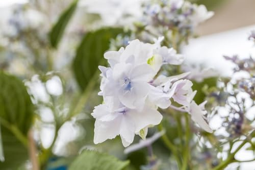 Hydrangea macrophylla 'Fireworks White' 30-40 cm – Winterhart, Mehrjährig, Pflegeleicht – Hortensie – Blütenstrauch für Beet & Kübel
