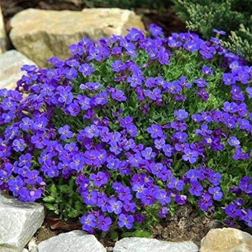 10 blaue Bodendecker-Pflanzensamen