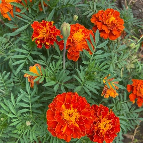 studentenblumensamen frühlingsblume, studentenblumen bio gartenblumen, kräuterpflanzen balkon seltene 300pcs