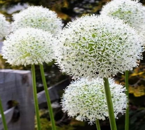 100 graines de fleurs d'échinops blanches
