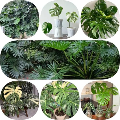100 piezas Semillas de Monstera variegata Plantas de balcón resistentes al invierno Plantas de balcón resistentes al invierno Semillas de Monstera Deliciosa semillas plantas de interior