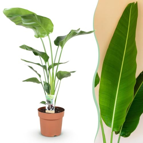 Green boutiQ - Plantes d'intérieur - Strelitzia Nicolai - Fleur de paradis - Peu d'entretien - Vert - 1 Plante - Pot 21cm - Hauteur 110-120cm