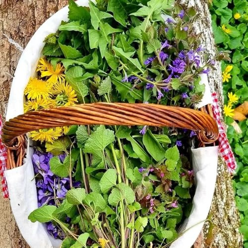 edera terrestre - semi selvatici semi selvatici balcone esotici giardino resistenti pleno sol 300pcs