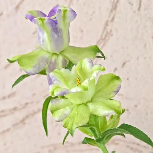 glockenblume - campanula medium - bio blumenbeet glockenblumesamen, gartendeko für draußen, blumenteppich bodendecker winterhart mehrjährig 250pcs