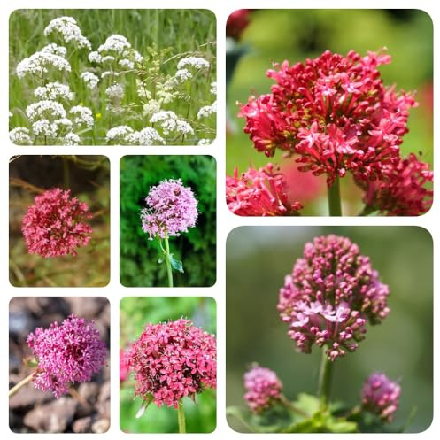 Semi di valeriana - rare Valeriana officinalis - prodotti sostenibili giardino di esotiche da balcone resistenti semi biologici 120pcs