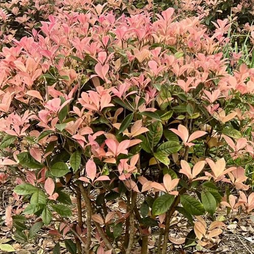 Semillas de Photinia de petirrojo rojo - exterior arbustos rápido crecimiento setos balcón regalos para jardineros para lugares soleados cobertura del suelo resistentes 400pcs