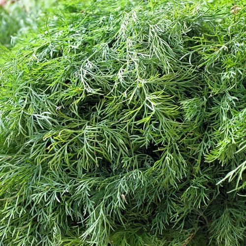 Semi di aneto - raro esotico resistenti per giardini rocciosi vecchie varietà aromatiche da giardino selvatiche verdi da balcone giardino aromatiche 300pcs