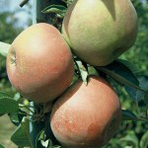 Holsteiner Cox, Herbstapfel Apfel Buschbaum ca. 110-140 cm 10 Liter Topf, M 26