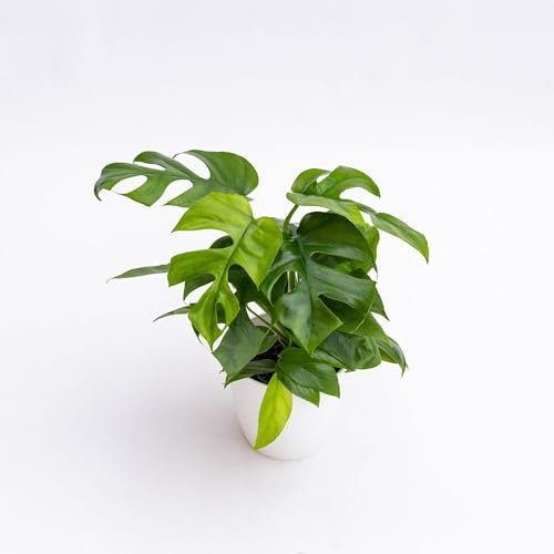 Vivai le Georgiche - Pianta vera di Monstera minima - vaso Ø 12 cm