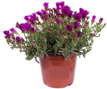 Delosperma Viola (Delosperma cooperi) 3 Piantine in Vaso | Tappeto Fiorito, Fiori Viola da Primavera a Autunno, Copertura del Suolo, Facile Coltivazione e Resistente | Giardino e Terrazzi