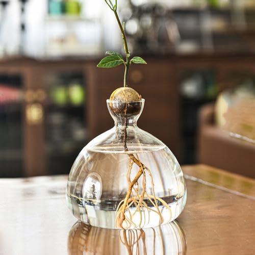 Mingchengheng Avocado Blumenvasen aus Glas - Aufzucht-Glas für Avocados und Kastanien - Avocado Keimglas, besonderes Garten Geschenk, Aufzuchtset für Kerne, Samen (Transparent, 10 * 10 * 2.5cm)