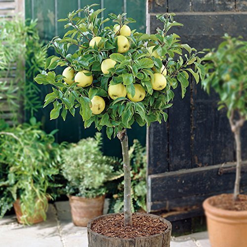 Thompson & Morgan Potted Mini Fruit Tree Apple, Small Gardens & Patios, High Yielding with Delicious Fruit in Autumn, Easy to Grow, 1 x Malus (Apple) ‘Golden Delicious’ Plant in a 9cm Pot