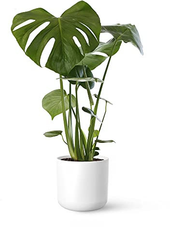 Monstera Deliciosa o Costilla de Adán | Planta natural de interior estilo tropical con altura 55-65 cm - Maceta del 17ø | April Plants