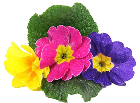 Polyanthus Plants, 'Stella Mix', 20 x Full Plant Pack, Winter Bedding Plants, Winter Polyanthus, Garden Flowers, Garden Ready and Ready to Plant, Premium Quality Flowers