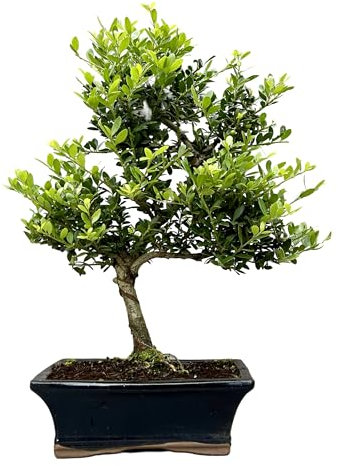 Ilex Flowering Indoor/Outdoor Bonsai Tree 25-35 cm in Ceramic Pot