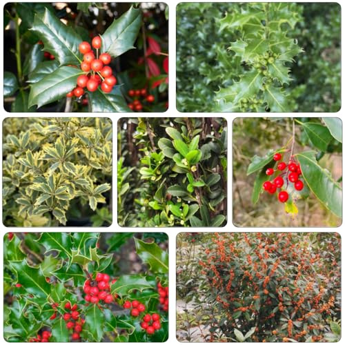 semi di agrifoglio - Ilex aquifolium giardino resistenti bonsái interni decorativi selvaggi semi giardino interni 350pcs