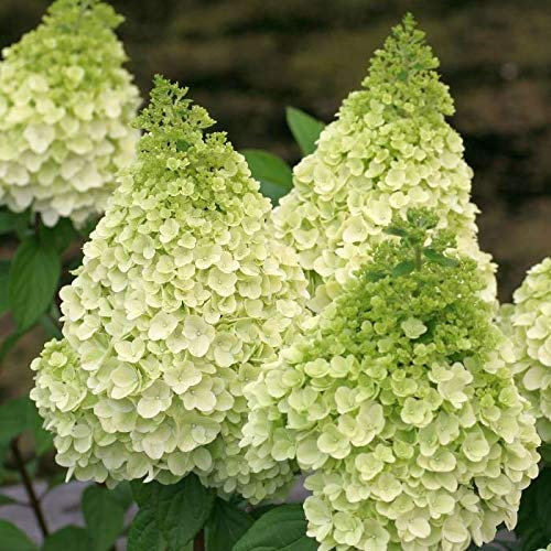 Hydrangea paniculata Magical® Kilimanjaro 'Kolmakilima' / Hortensia paniculé Kilimanjaro/Conteneur de 7 à 10 litres