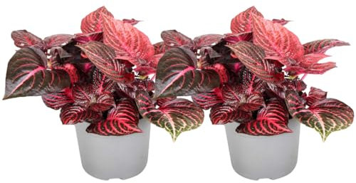 Plant in a Box - Iresine Herbstii 'Rouge' - Set de 2 - Sang-de-dragon - Plante d'intérieur - Pot 13cm - Hauteur 20-30cm