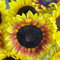 semillas de girasol perennes resistentes - Plantas perennes resistentes en camas elevadas de jardín semillas de girasol flores de jardín plantas de balcón plantas de jardín de rocas en 400pcs