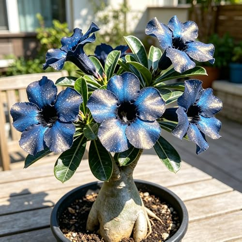bulbo di rosa del deserto - (Adenium) - in vaso da esterno 3rizoma - blu