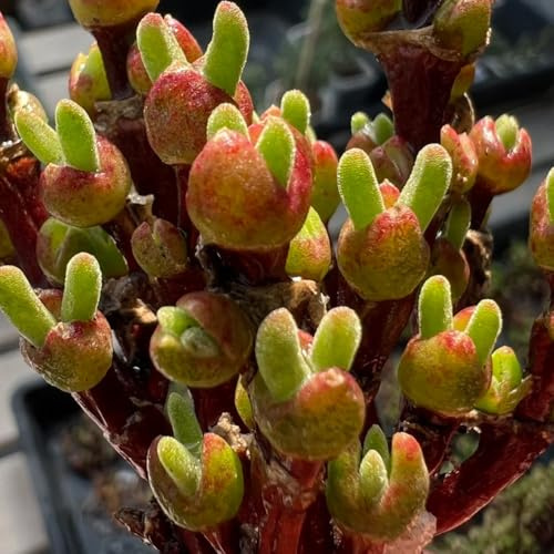 semillas suculentas resistentes, comprar silvestres exóticas balcón jardín perennes exterior 400pcs