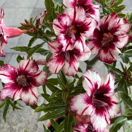 rosa del desierto invernaderos de balcón Adenium obesum Cubresuelos resistentes trepadoras raras decoración de sala estar interior exóticas en balcón 1semillas