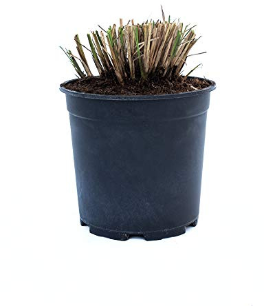 Chinaschilf Kleine Fontäne - Chinagras - Miscanthus sinensis Kleine Fontäne (5 Liter-Topf)