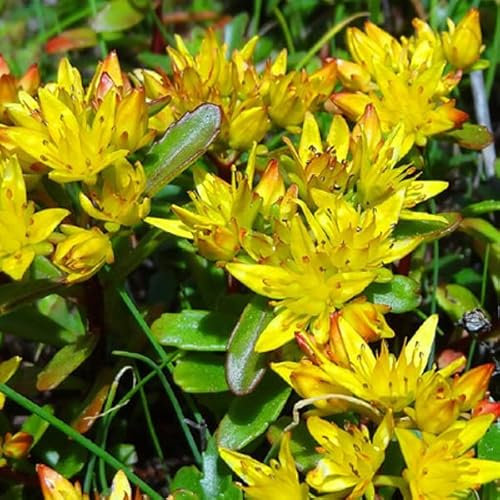 12 unità Sedum Kamtschaticum - Spina della Kamchatka Vaso 9x9cm ±1 m² - Sedum con Fiori Gialli e Crescita Compatata