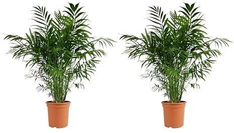 Bloomique - Lot de 2 - Chamaedorea Elegans - Palmier nain du Mexique - Plantes d'intérieur - Purifiant l'air - Respectueux des animaux - Facile d'entretien - 80-100 cm de haut - Pot 20 cm