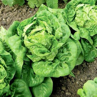 Buy4seeds 5000 Seeds Lettuce Little gem 1 Easy to Grow