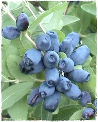 Planta de arándano Siberiano Lonicera Kamtchática 'Czelabinka' en maceta Ø 17 cm h 50/60 cm