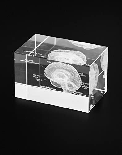 QWORK Modelo anatómico 3D de cerebro humano grabado con láser, cubo de cristal para regalo científico, pisapapeles (base LED no incluida), tamaño 3.1 pulgadas de largo x 2 pulgadas de ancho x 2