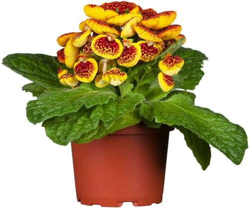 Planta Campanilla Natural - Planta Resistente y Fácil de Mantener