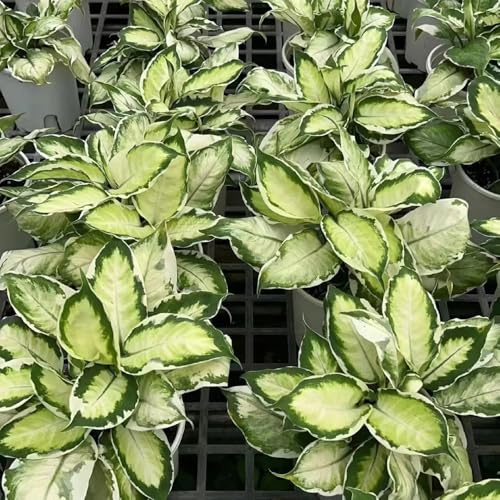 Aglaonema - indoor balkonpflanzen alte sorten immergrüne winterhart grünpflanzen zimmerpflanzen balkongewächshäuser exotische 100Samen