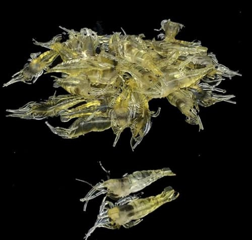 Kunstköder für Gras, Garnelen, 4 cm, weiche Garnelenköder, Angelausrüstung, weiche Kunststoffköder, 10 Stück