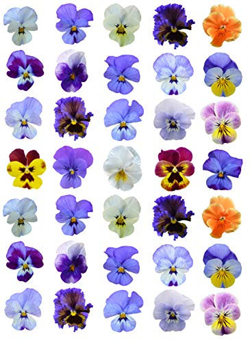 30 x Printed Mixed Colour Pansy Flower Cake Toppers Edible Wafer Paper