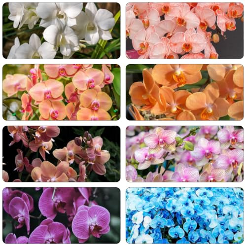 Phalaenopsis in orchidie di foglia perenne estremamente resistenti parterre di sul balcone decorazione ufficio giardino semi esotici 225pcs
