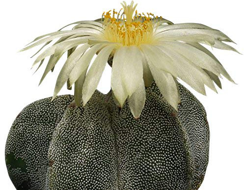 Cactus Bischofsmütze (astrophytum myriostigma) 25 semillas