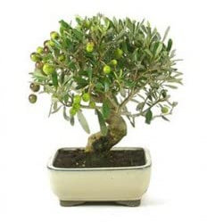 Bonsai olivo 8 años - Olea europea - Bonsai natural - Planta viva