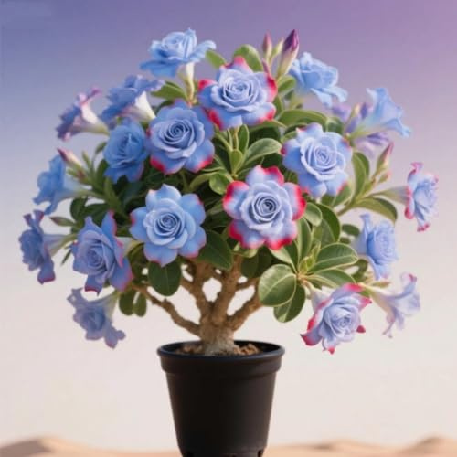 Raíz de rosa del desierto. Fragancia exquisita. perenne. Adaptable. Resistente al frío.Puro amor.-1 Rizoma-B