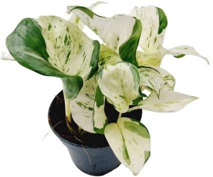 Epipremnum Variegata Planta Interior y Exterior Pothos Mármol