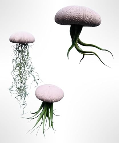 Set aus drei Quallen-Luftpflanzen mit Terrakotta-farbigen Alfonso-Seeigeln und Tillandsia. (Rosa)