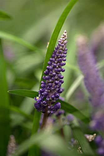 Liriope muscari 9x9 cm Topf – Winterhart, Mehrjährig, Pflegeleicht – Lilientraube – Bodendecker für Schattenbeete & Unterpflanzung